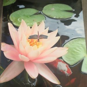 Lily pad with Koi photo poster size